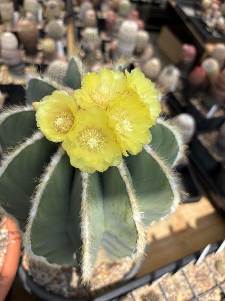 Parodia magnificus